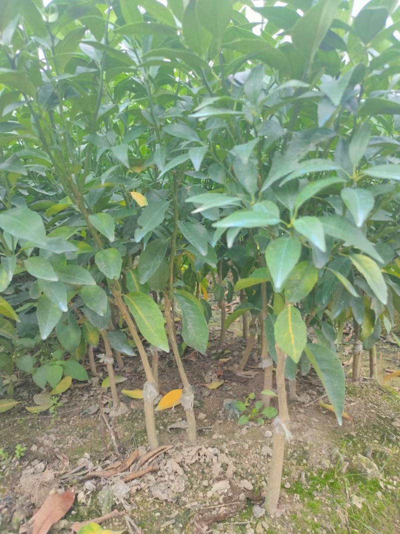 普通沃柑苗。年前年后上市，果肉脆甜产量高，