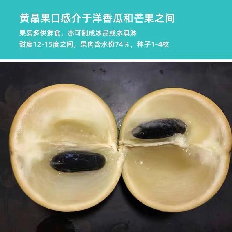 黄晶果苗