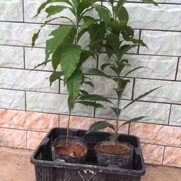黄晶果苗