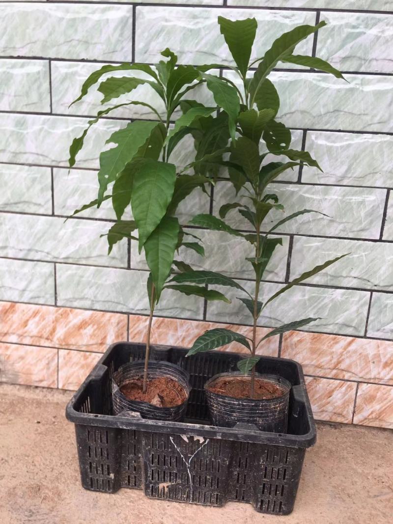 黄晶果苗
