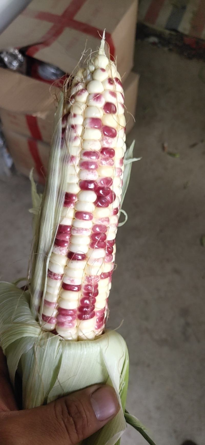 精品大花糯玉米，小花糯玉米，现采现摘，