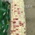 精品大花糯玉米，小花糯玉米，现采现摘，