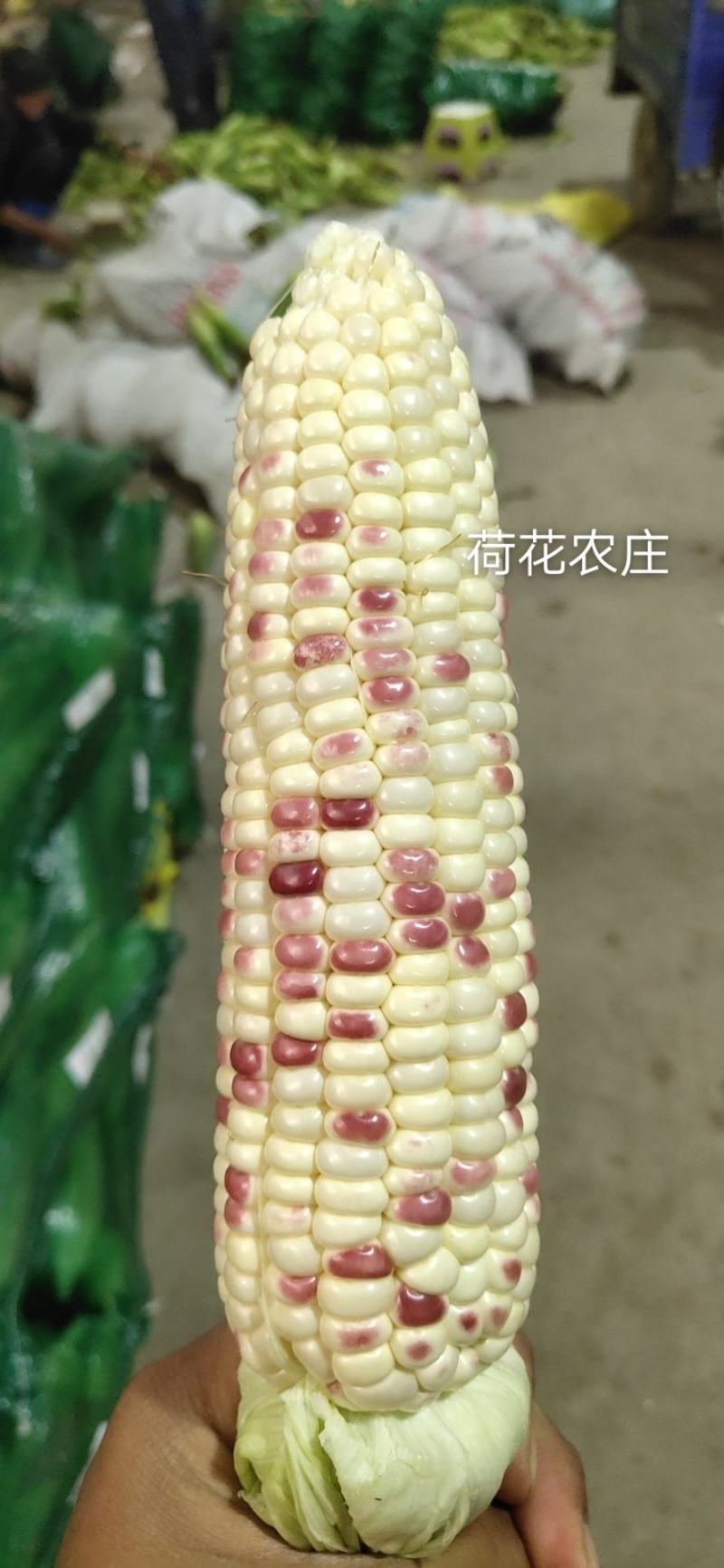 精品大花糯玉米，小花糯玉米，现采现摘，
