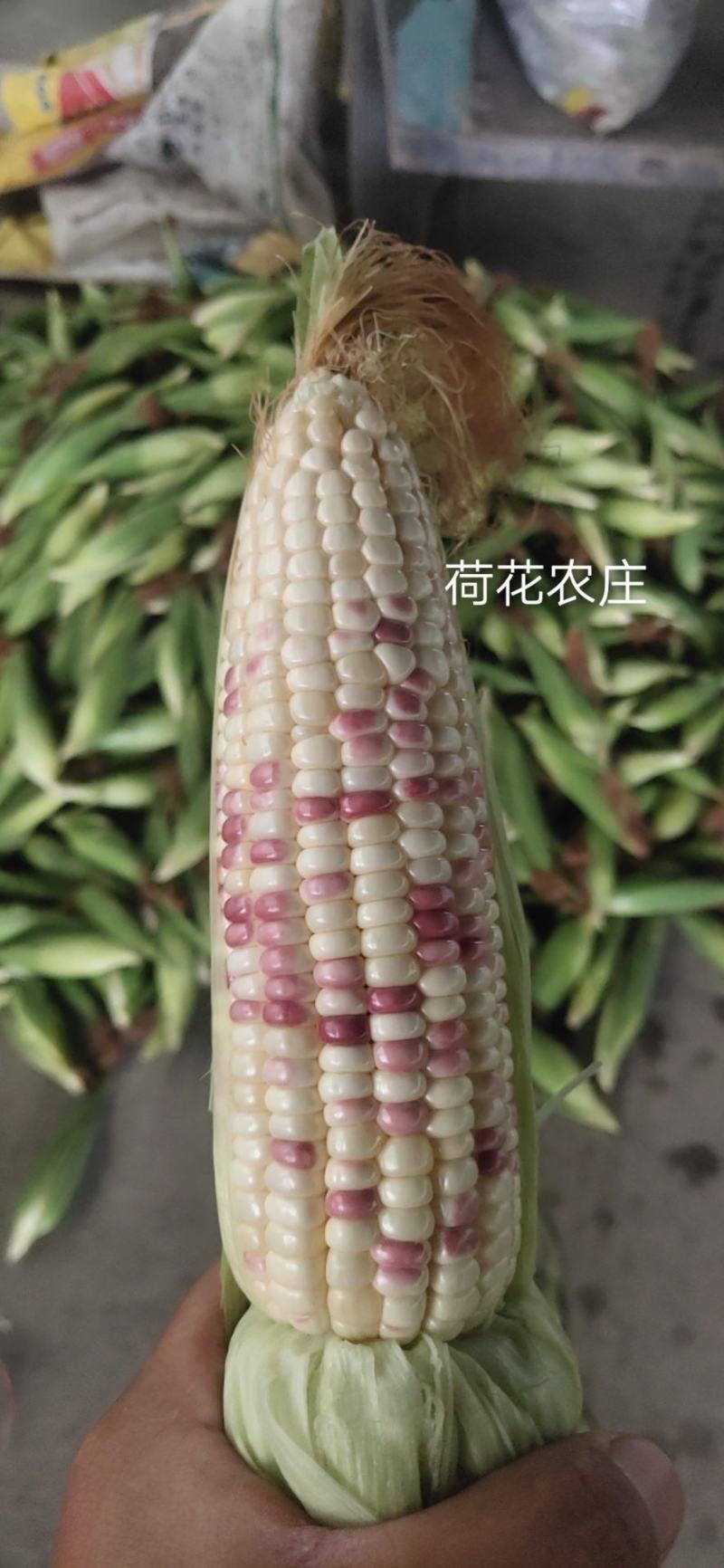 精品大花糯玉米，小花糯玉米，现采现摘，