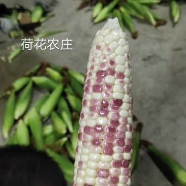 精品大花糯玉米，小花糯玉米，现采现摘，
