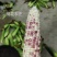 精品大花糯玉米，小花糯玉米，现采现摘，