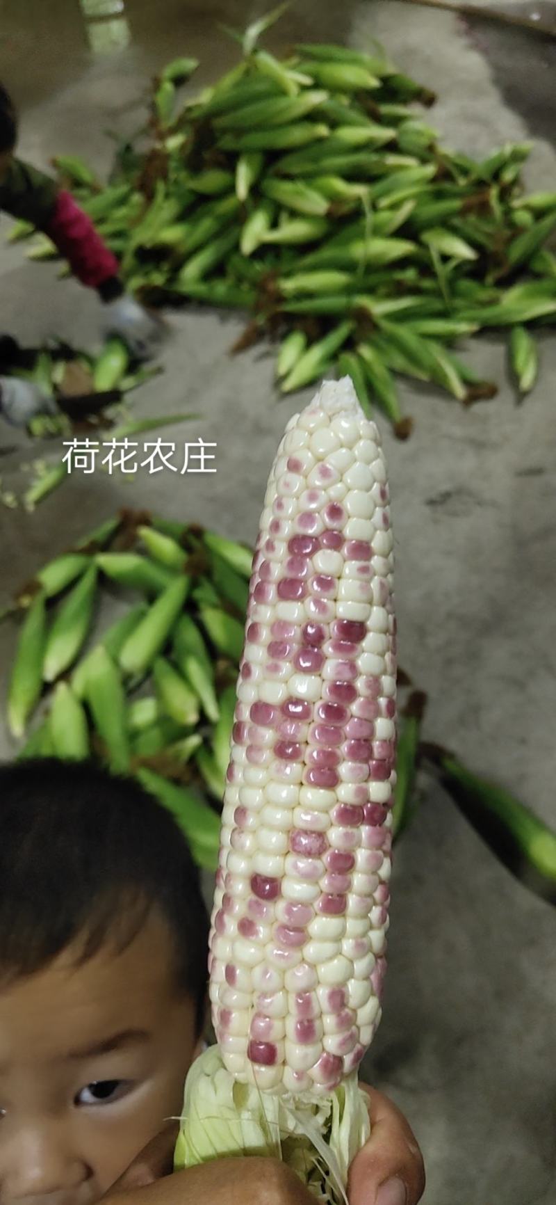 精品大花糯玉米，小花糯玉米，现采现摘，