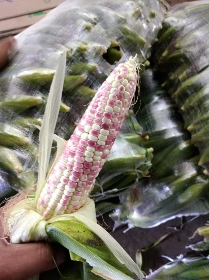 精品大花糯玉米，小花糯玉米，现采现摘，