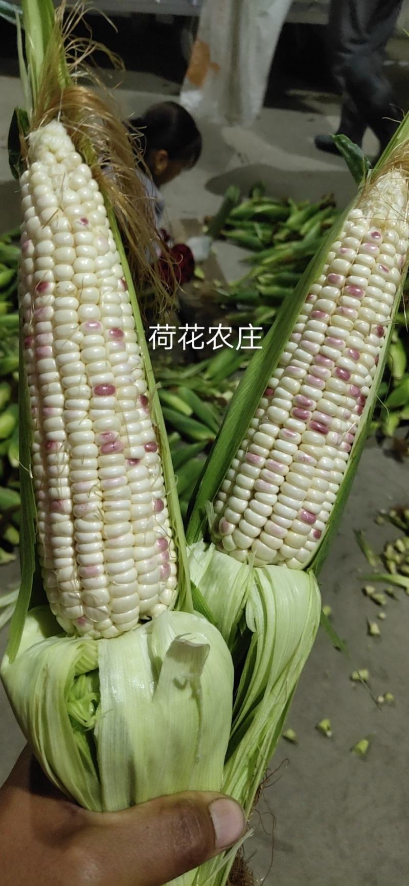 精品大花糯玉米，小花糯玉米，现采现摘，