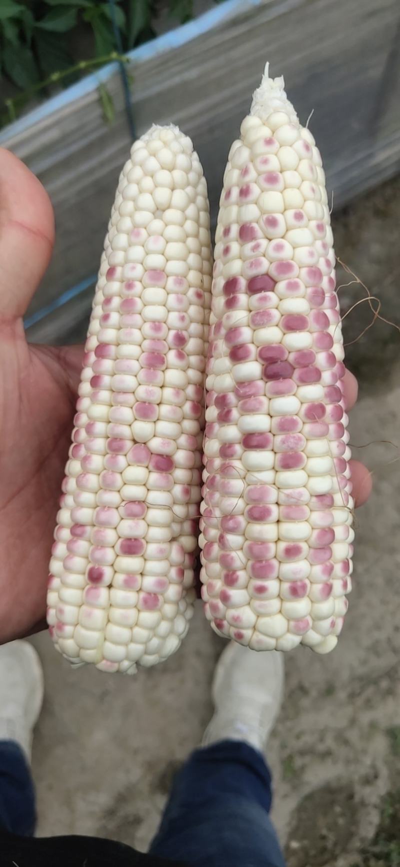 精品大花糯玉米，小花糯玉米，现采现摘，