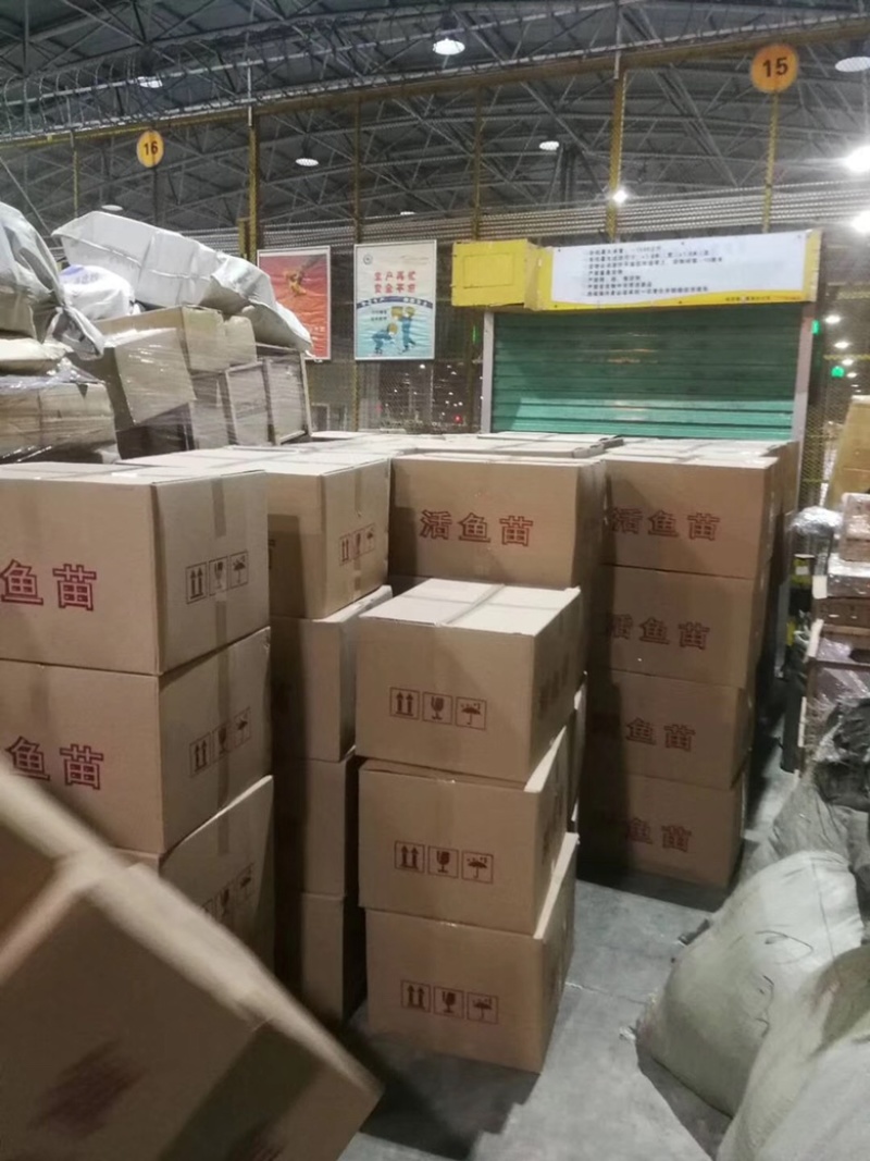 草鱼水花、各种优质水花、全国发货
