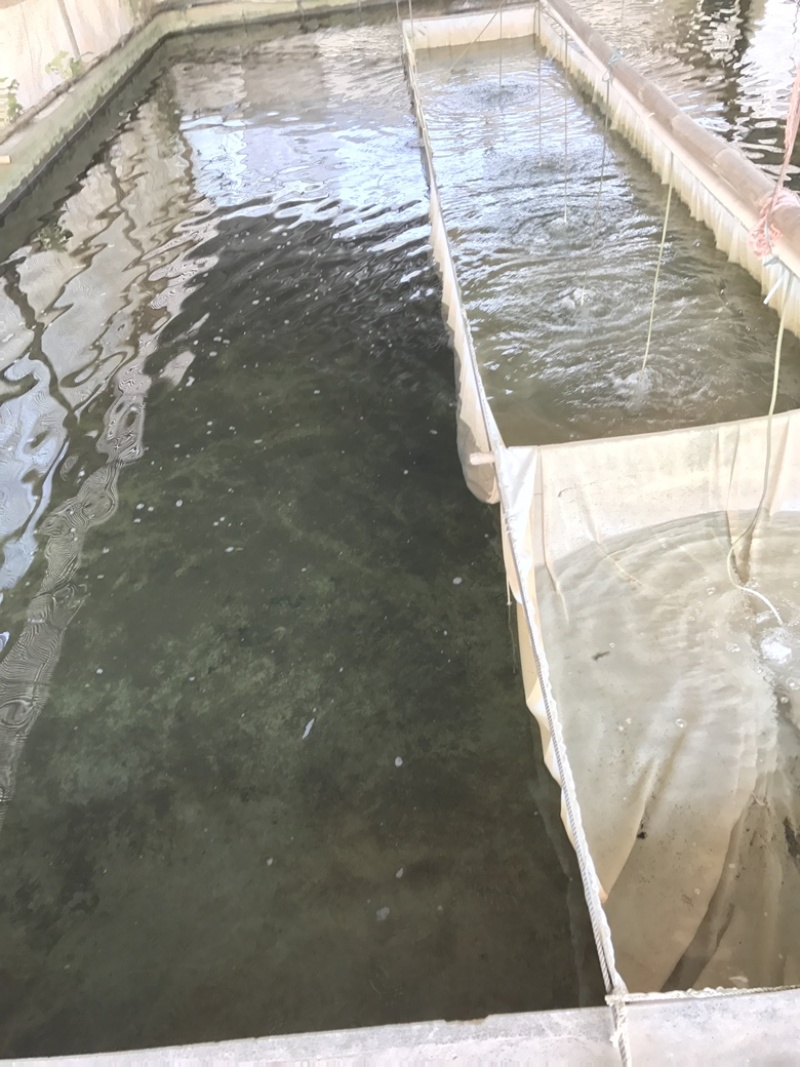 草鱼水花、各种优质水花、全国发货