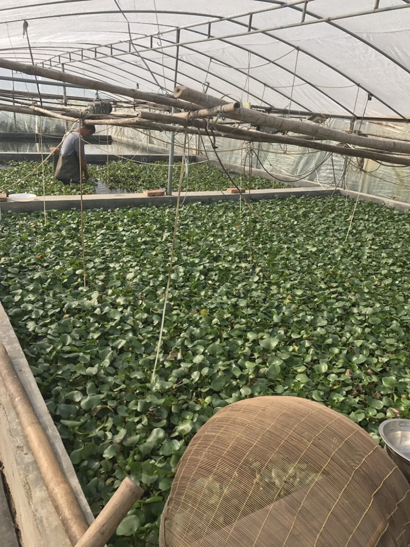 草鱼水花、各种优质水花、全国发货