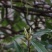 四川深山野生清名节前老鹰茶产地直销，全部是叶尖茶叶