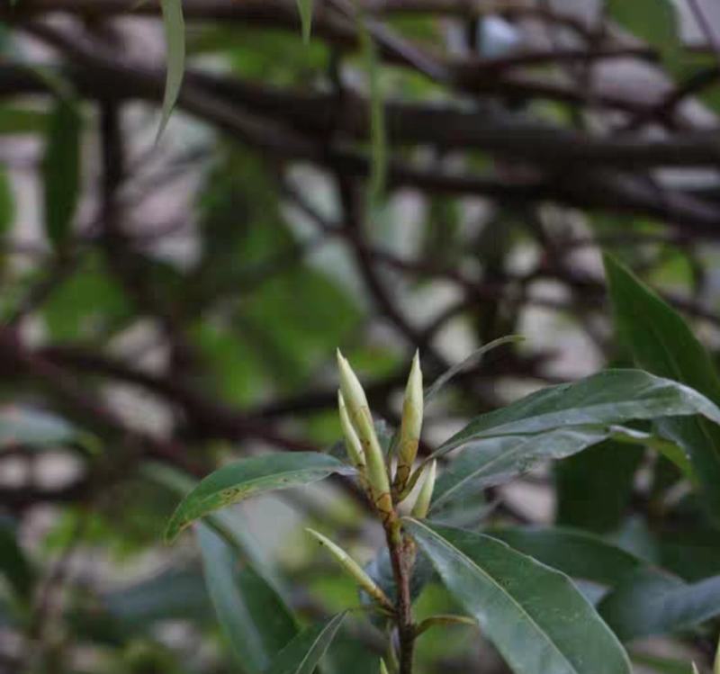 四川深山野生清名节前老鹰茶产地直销，全部是叶尖茶叶