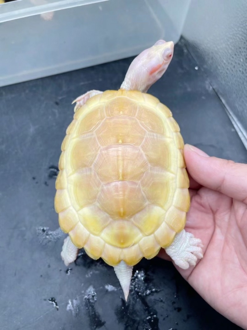 变异白巴，个个可爱萌萌哒，品种多，高品质