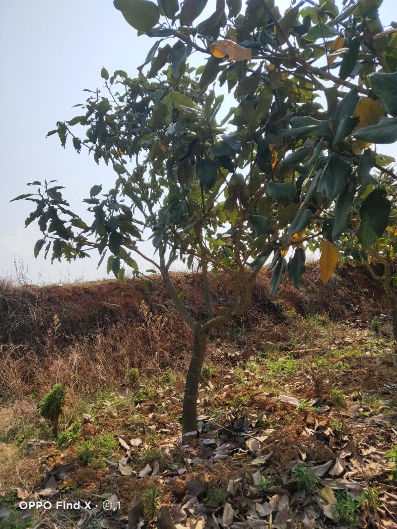山玉兰，各规格，需要的老板下单，价格好说