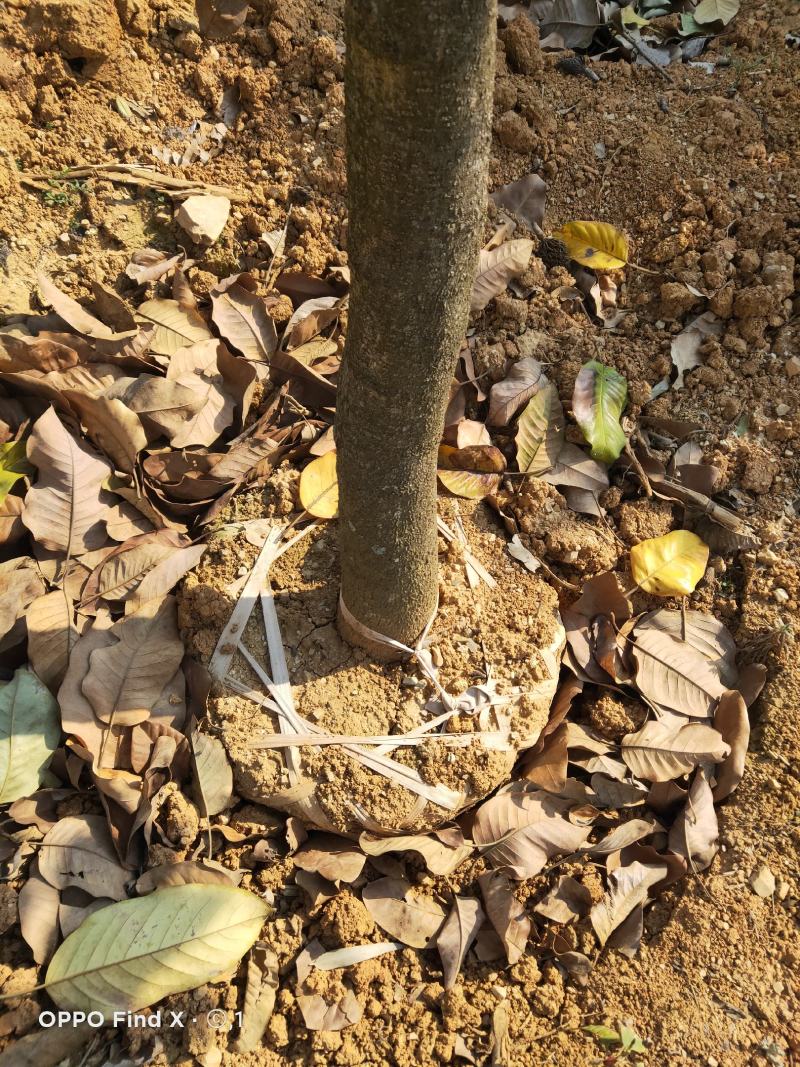 山玉兰，各规格，需要的老板下单，价格好说
