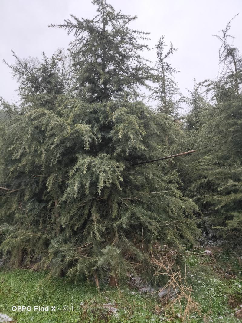 雪松各规格大树，需要的老板下单