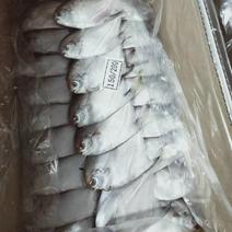 东海白鲳鱼从东海捕捞加工冷冻肉质鲜美需要哟