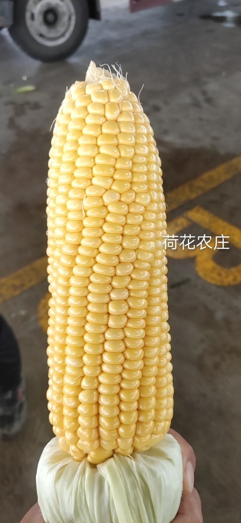 精品水果玉米，新甜六号，大棚种植，上市早