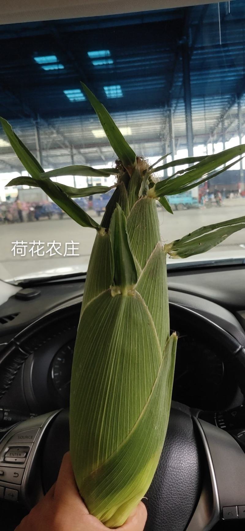 精品水果玉米，新甜六号，大棚种植，上市早