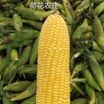 精品水果玉米，新甜六号，大棚种植，上市早