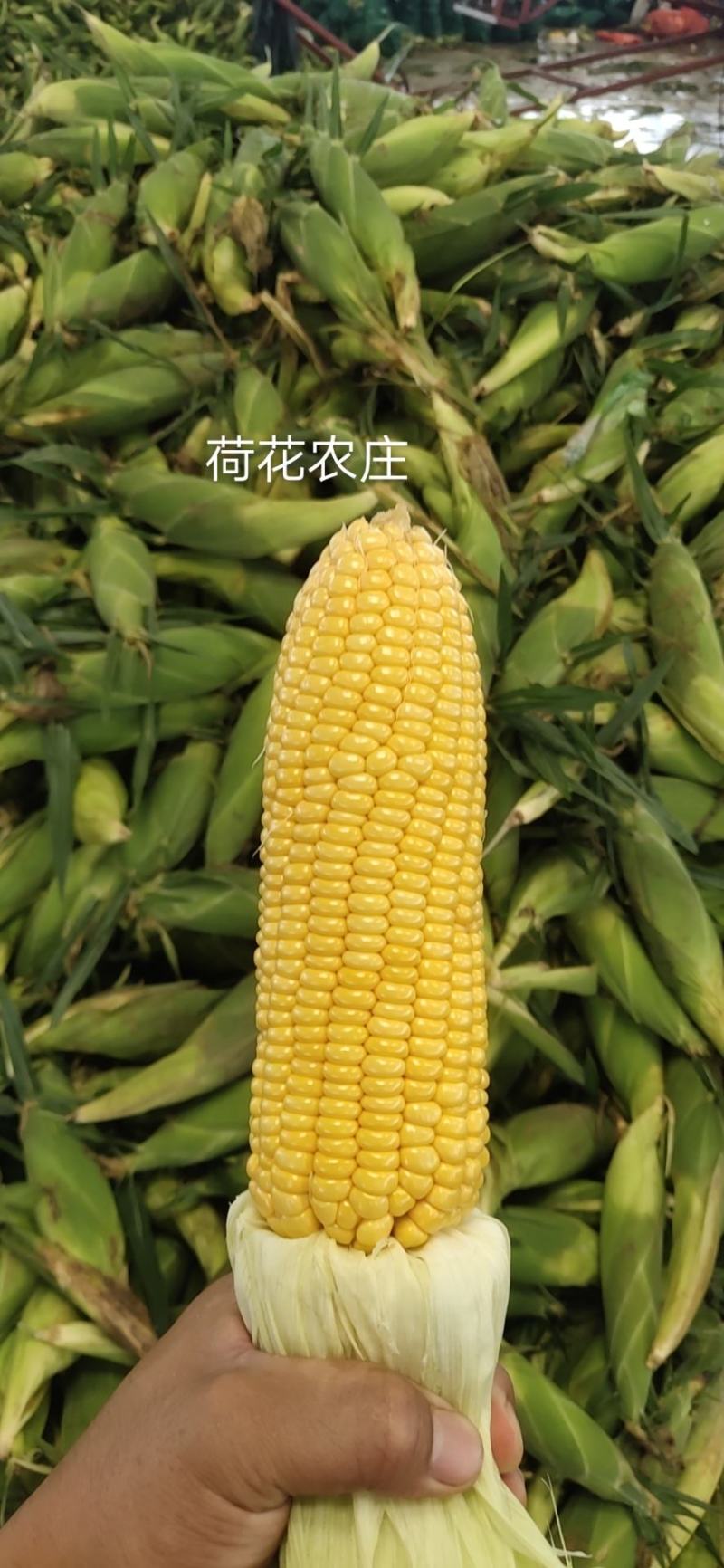 精品水果玉米，新甜六号，大棚种植，上市早