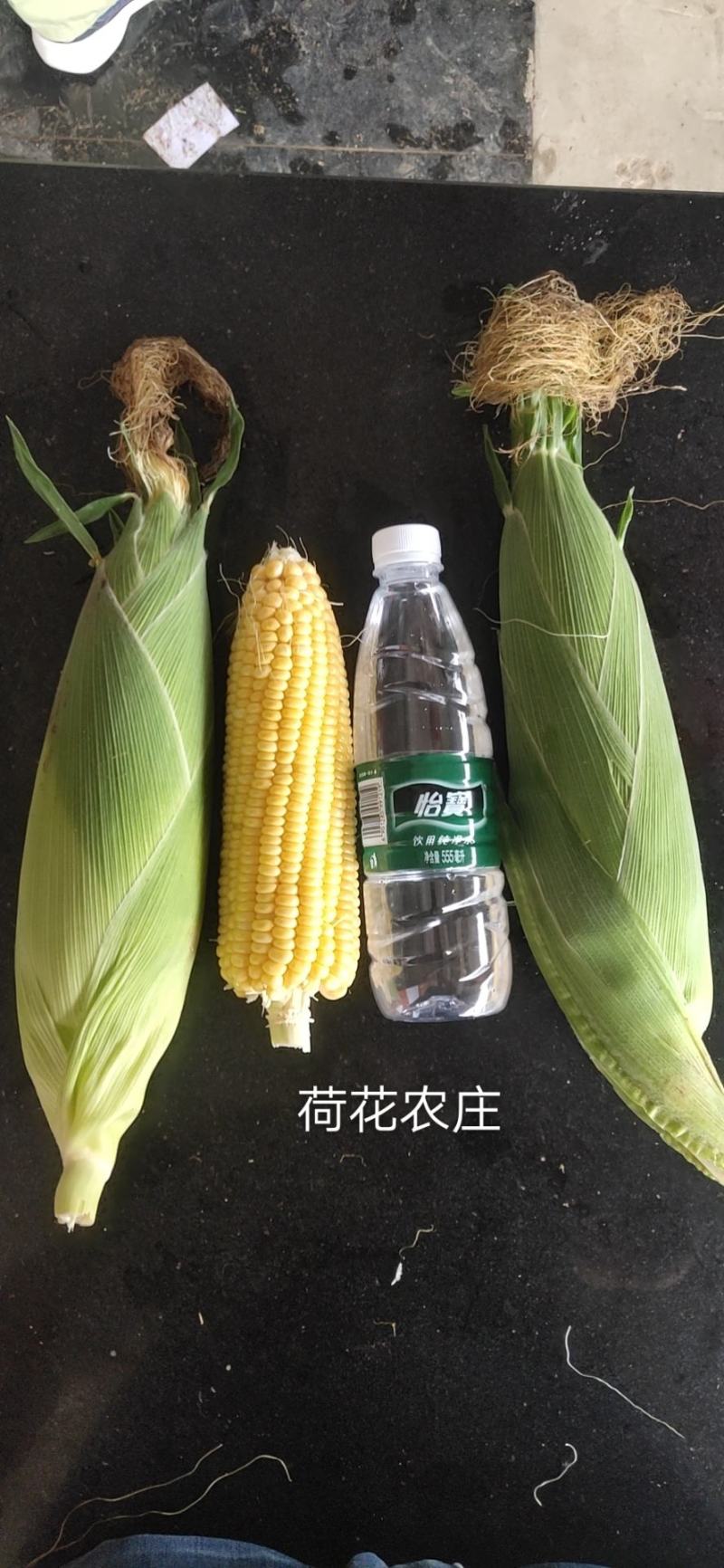 精品水果玉米，新甜六号，大棚种植，上市早