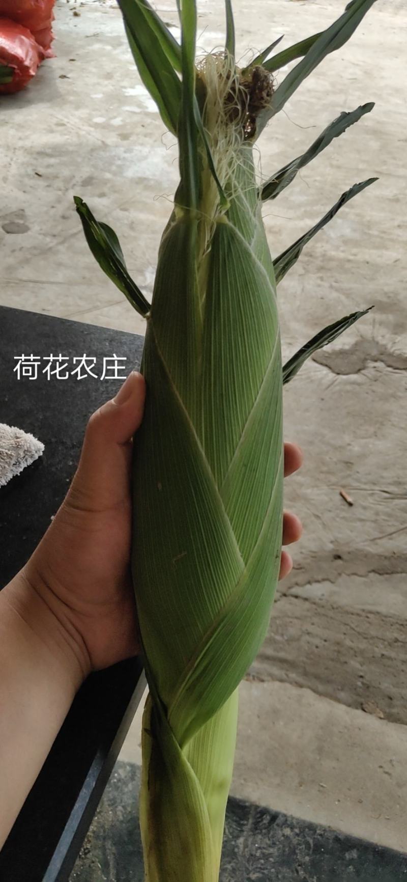 精品水果玉米，新甜六号，大棚种植，上市早