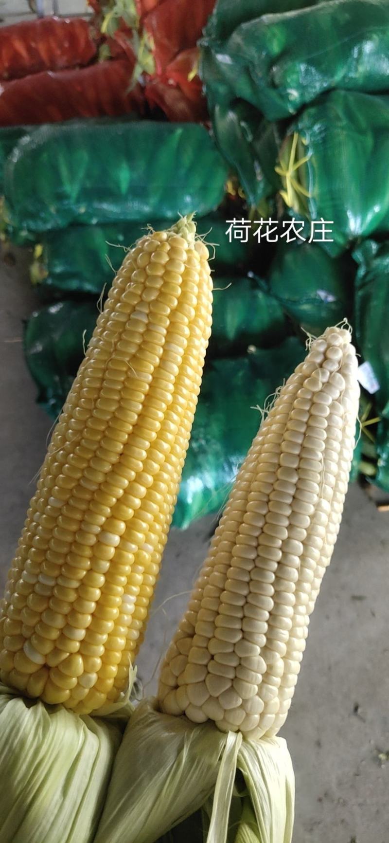 精品水果玉米，新甜六号，大棚种植，上市早