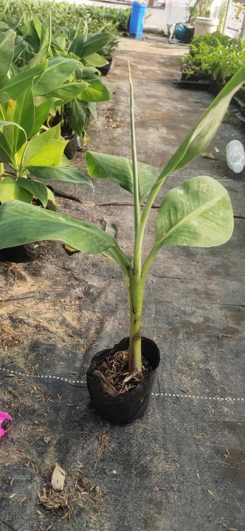 带土包邮果树苗威廉斯B6香蕉苗粉蕉苗红香蕉西贡蕉皇