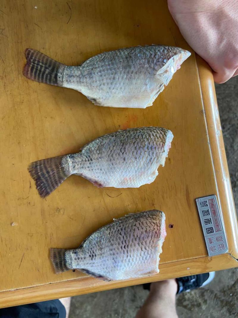 长期供应各种规格开背去鳞除肠罗非鱼去头罗非鱼