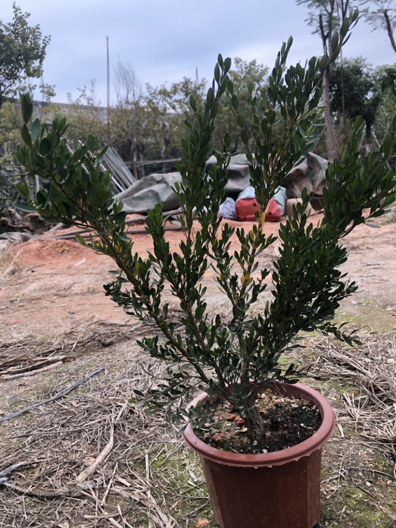 雀舌黄杨盆景50厘米批发雀舌黄杨盆景小苗基地批发