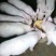 农户散养三元体型小猪仔