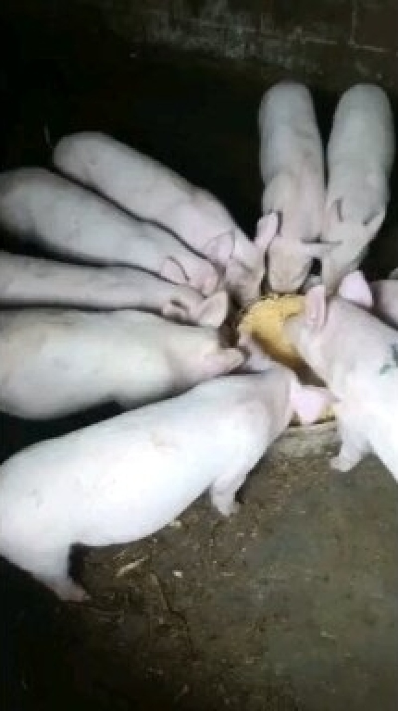 农户散养三元体型小猪仔