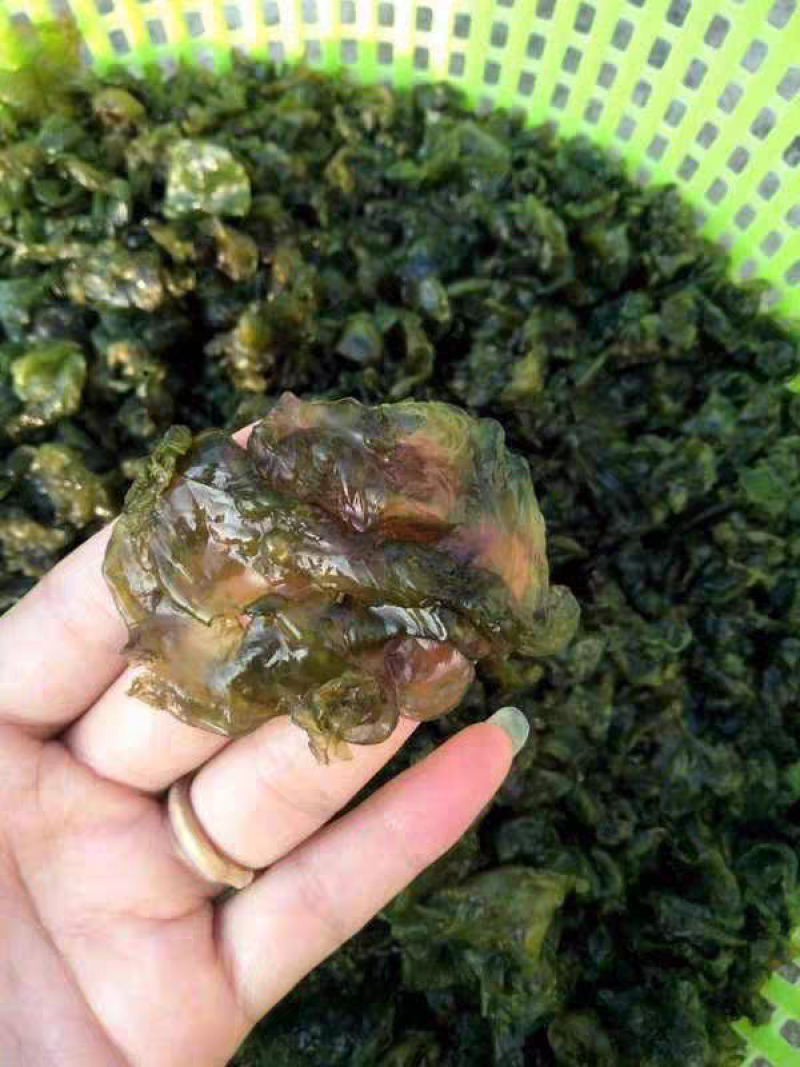 地皮菜新鲜现采现卖野菜地达菜地软雷公菌天仙菜雷公屎地耳木