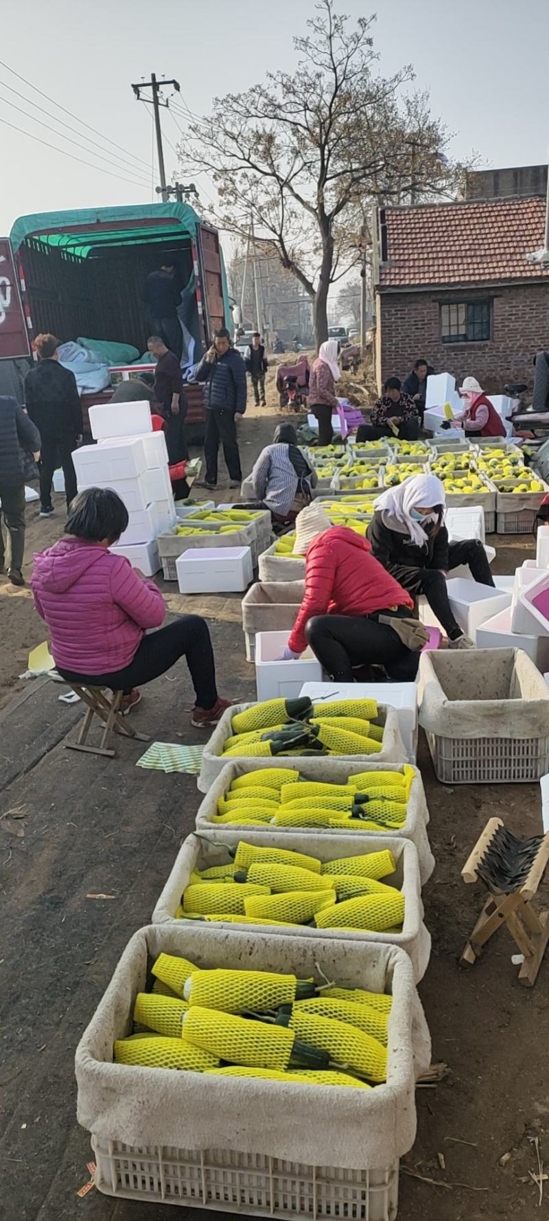 山东羊角蜜，精品羊角蜜，博洋72，超甜羊角蜜，高端货甜瓜