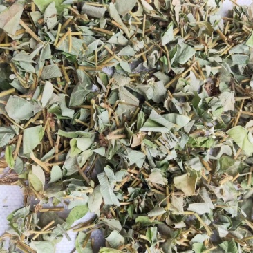金钱草广西天然新鲜大叶金钱草广金钱草当季新货干