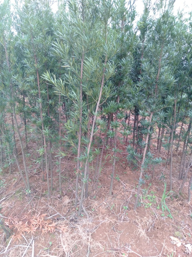 罗汉松罗汉松中叶罗汉松广西罗汉松