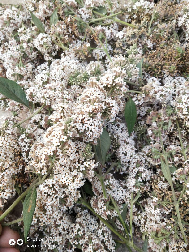 野生的密蒙花，干货价格便宜