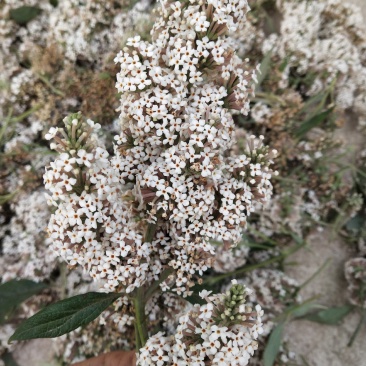 野生的密蒙花，干货价格便宜