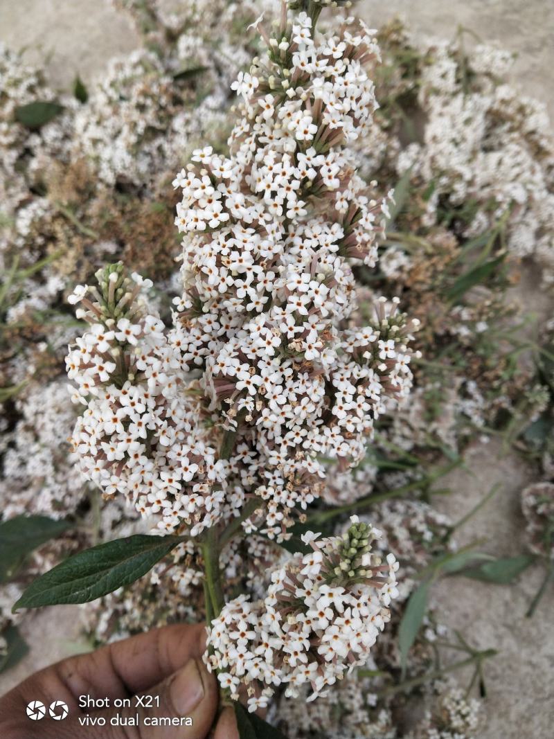 野生的密蒙花，干货价格便宜
