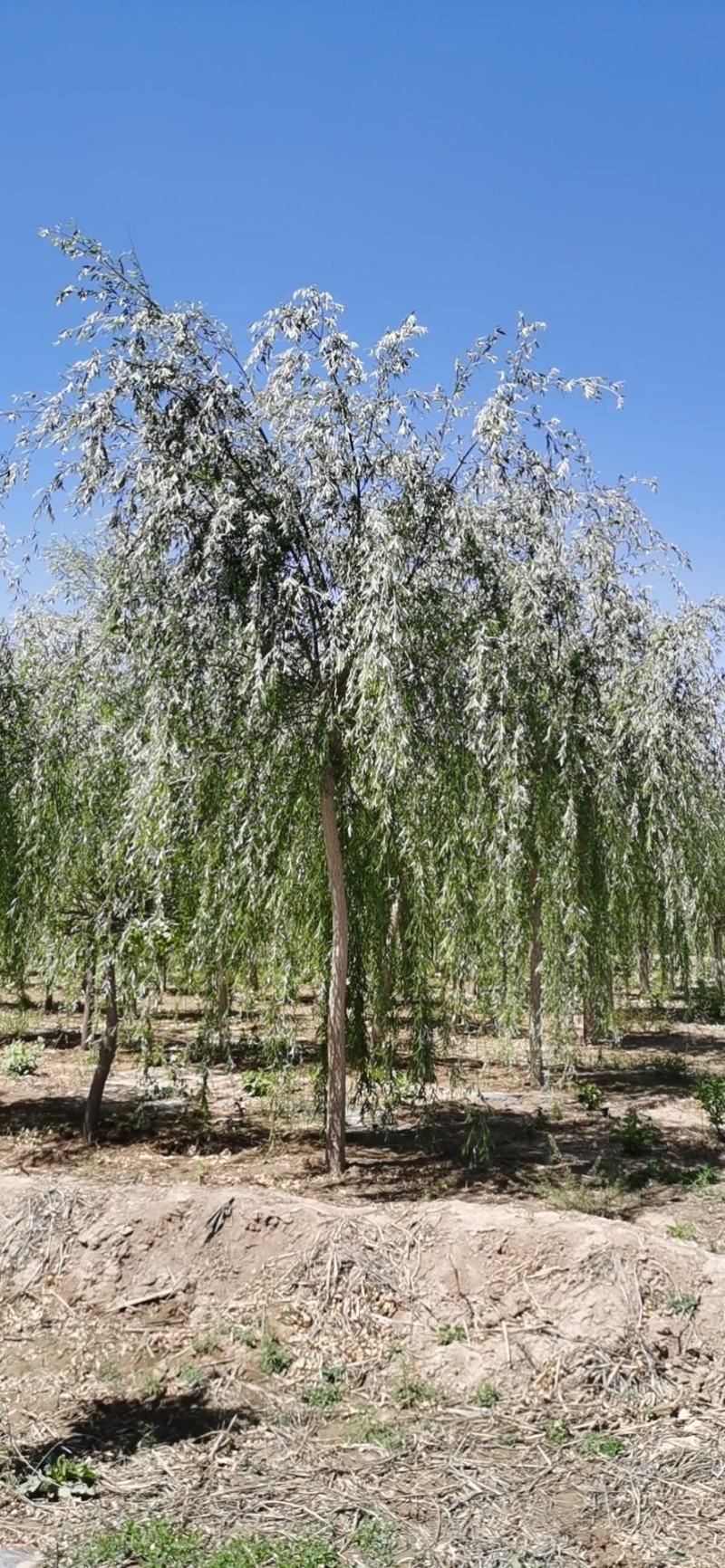 大量便宜出售4-10公分的垂柳
