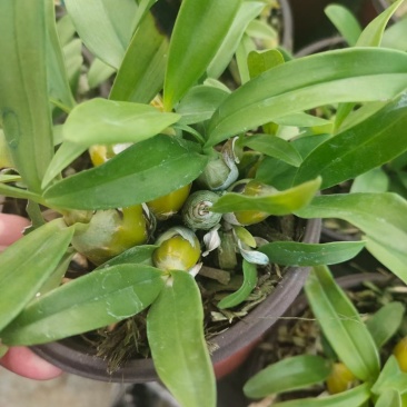 10盆起小鼓槌石斛苗盆栽量大价优