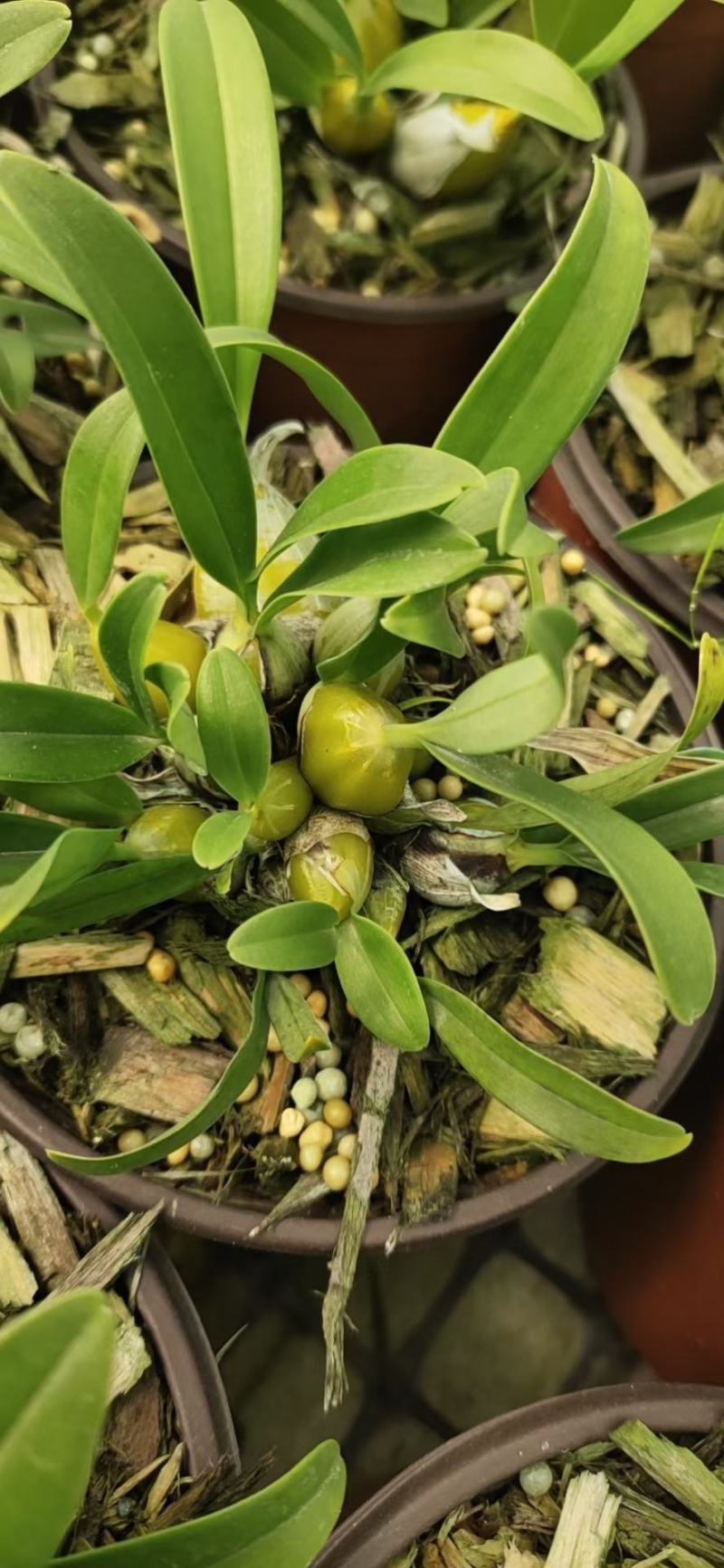 10盆起小鼓槌石斛苗盆栽量大价优