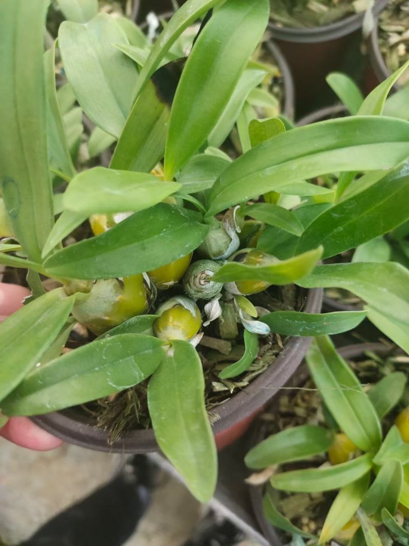 10盆起小鼓槌石斛苗盆栽量大价优