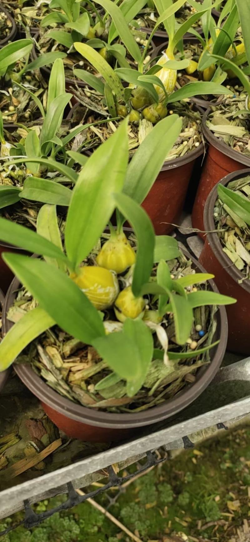 10盆起小鼓槌石斛苗盆栽量大价优