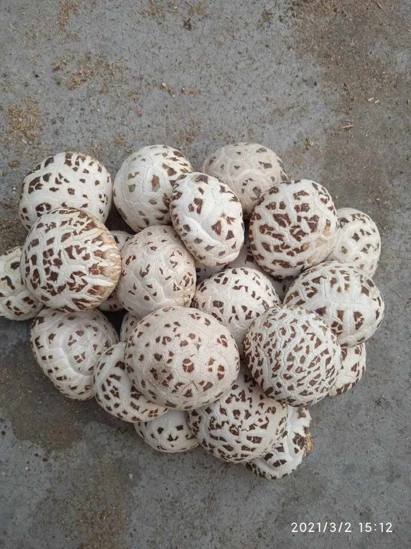 大花菇白花菇香菇干货精品大花菇面头货