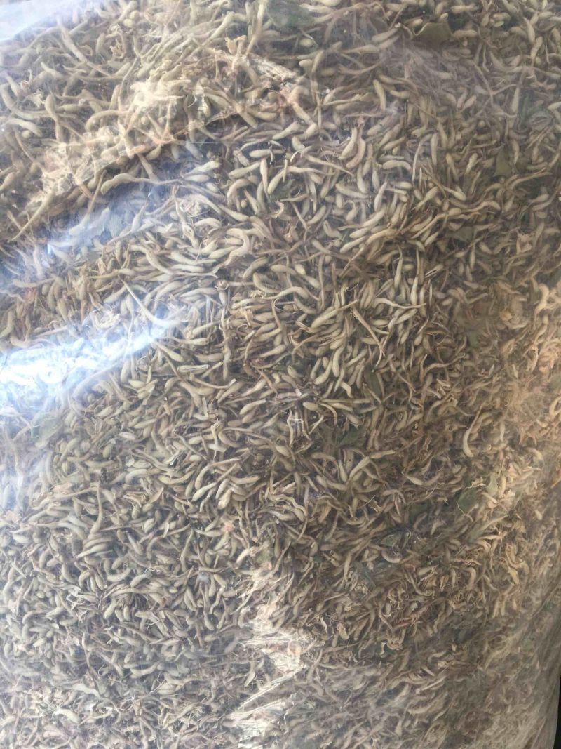 供应金银花含量大货欢迎各位药材同仁合作共赢